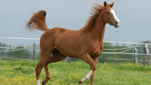 Como aplicar soro em equinos? cavalo no campo - Como aplicar soro em equinos?