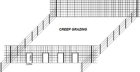 A importância e a diferença do creep-feeding e creep-grazing creep feeding - A importância e a diferença do creep-feeding e creep-grazing
