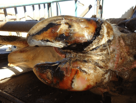 Doença no casco de bovinos diminuem a produtividade doencas do casco - Doença no casco de bovinos diminuem a produtividade