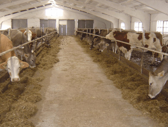 Como melhorar a eficiência na alimentação de gado eficiencia nutricional dos bovinos - Como melhorar a eficiência na alimentação de gado
