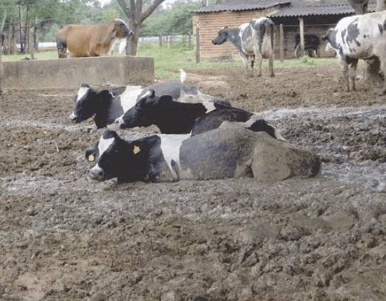 Excesso de lama na propriedade: saiba como eliminá-lo excesso de lama - Excesso de lama na propriedade: saiba como eliminá-lo