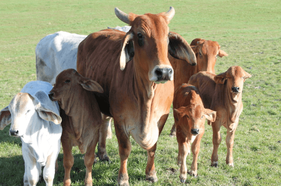 Brahman é uma opção para a pecuária brasileira manter a qualidade de produção. Brahman é uma opção para a pecuária brasileira manter a qualidade de produção.
