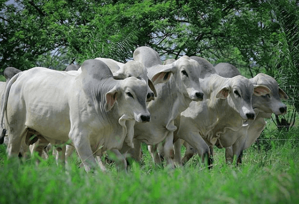 Manejo correto pode acarretar em aumento de peso dos animais Manejo correto pode acarretar em aumento de peso dos animais