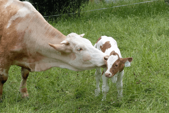 Cuidados e precauções no parto de vacas Cuidados e precauções no parto de vacas