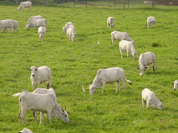 Pecuária orgânica está em crescimento no Brasil Pecuária orgânica está em crescimento no Brasil