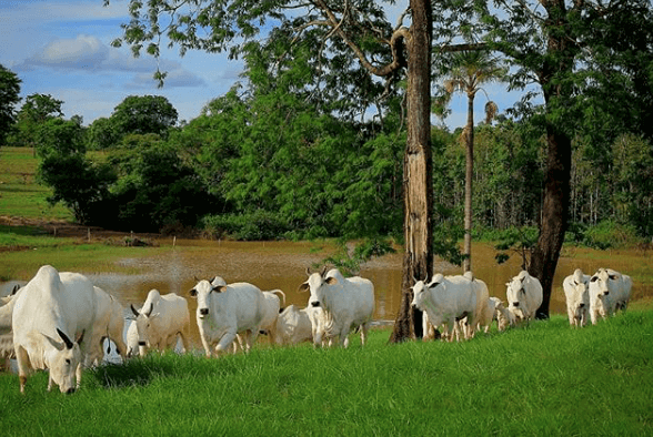 Qual suplementação devo oferecer no periodo das águas? suplementacao nas aguas - Qual suplementação devo oferecer no periodo das águas?