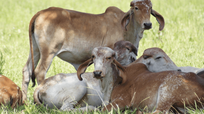 Posso usar a ureia agrícola para o gado? ureia para bovinos - Posso usar a ureia agrícola para o gado?