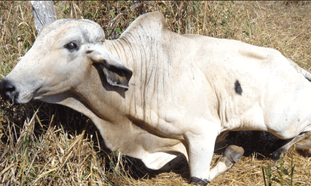 Síndrome da Vaca Caída: previna a doença vaca caida - Síndrome da Vaca Caída: previna a doença