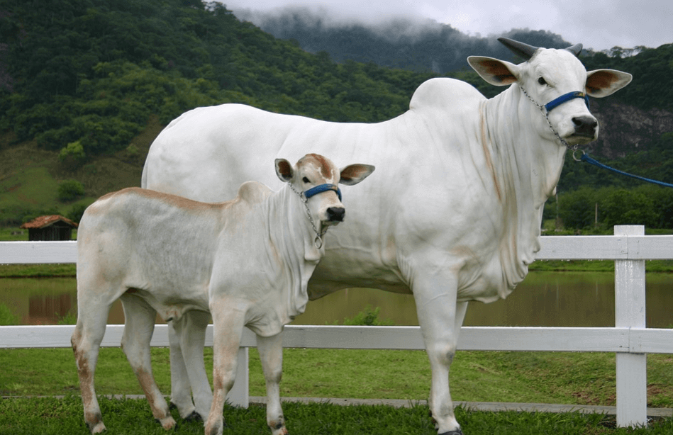 Vaca de primeira cria como investimento na pecuária vaca de cria investimento - Vaca de primeira cria como investimento na pecuária