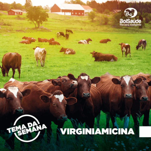 Virginiamicina: saiba tudo sobre o composto virginiamicina - Virginiamicina: saiba tudo sobre o composto