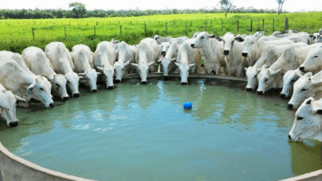 Qual a quantidade ideal de água para um gado de qualidade?