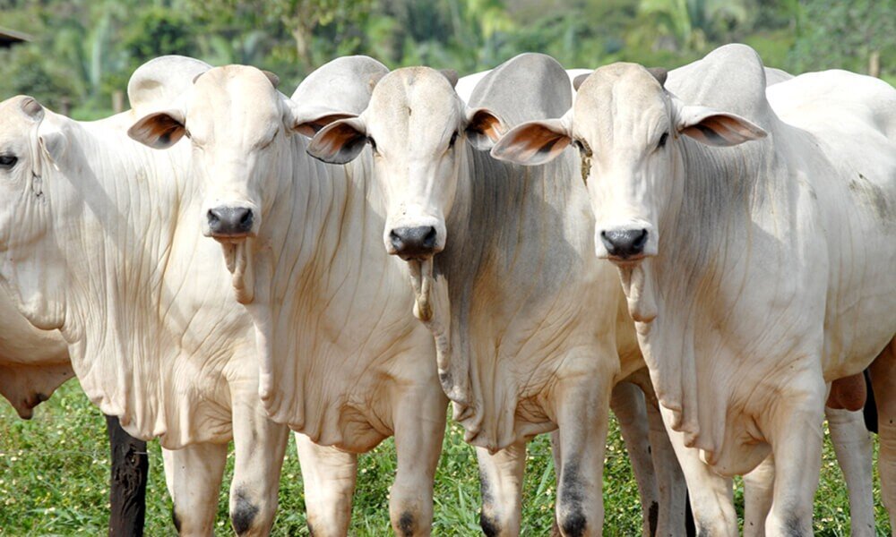 Casos de abate e roubo de animais assusta zona rural na Bahia Casos de abate e roubo de animais assusta zona rural na Bahia