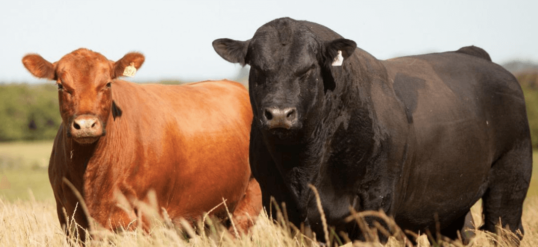 Raça Angus tem pelagem red e preta. Foto: Associação Brasileira de Angus. Raça Angus tem pelagem red e preta. Foto: Associação Brasileira de Angus.
