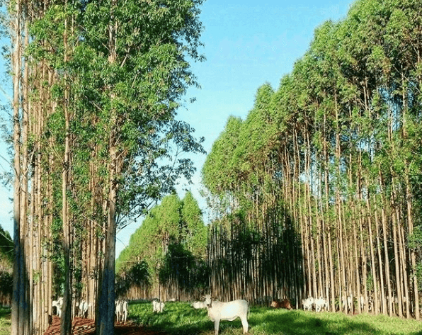 Integração Lavoura Pecuária Integração Lavoura Pecuária