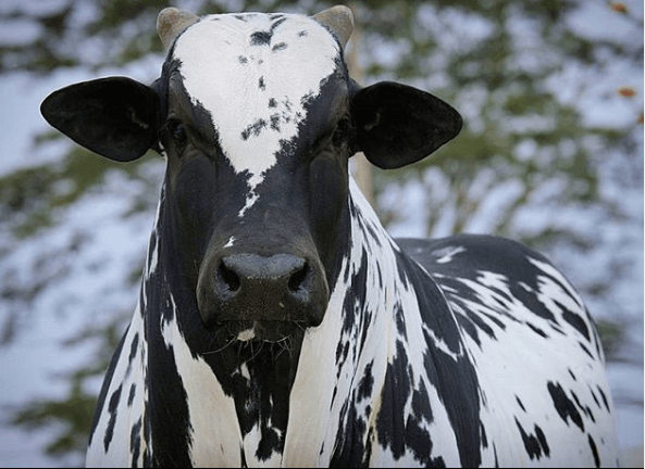 Brucelose bovina: o que é e como evitar