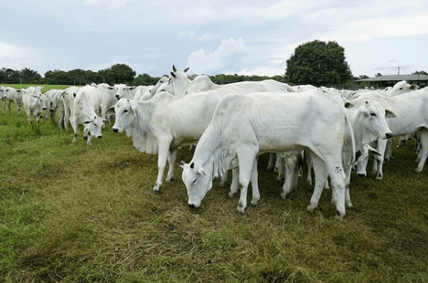 Alimentação de bovinos: eficiência alimentar eficiência alimentar de bovinos - Alimentação de bovinos: eficiência alimentar