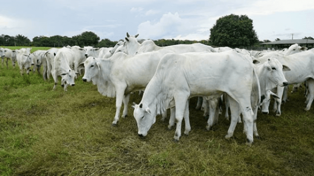 O que é eficiência alimentar dos bovinos?