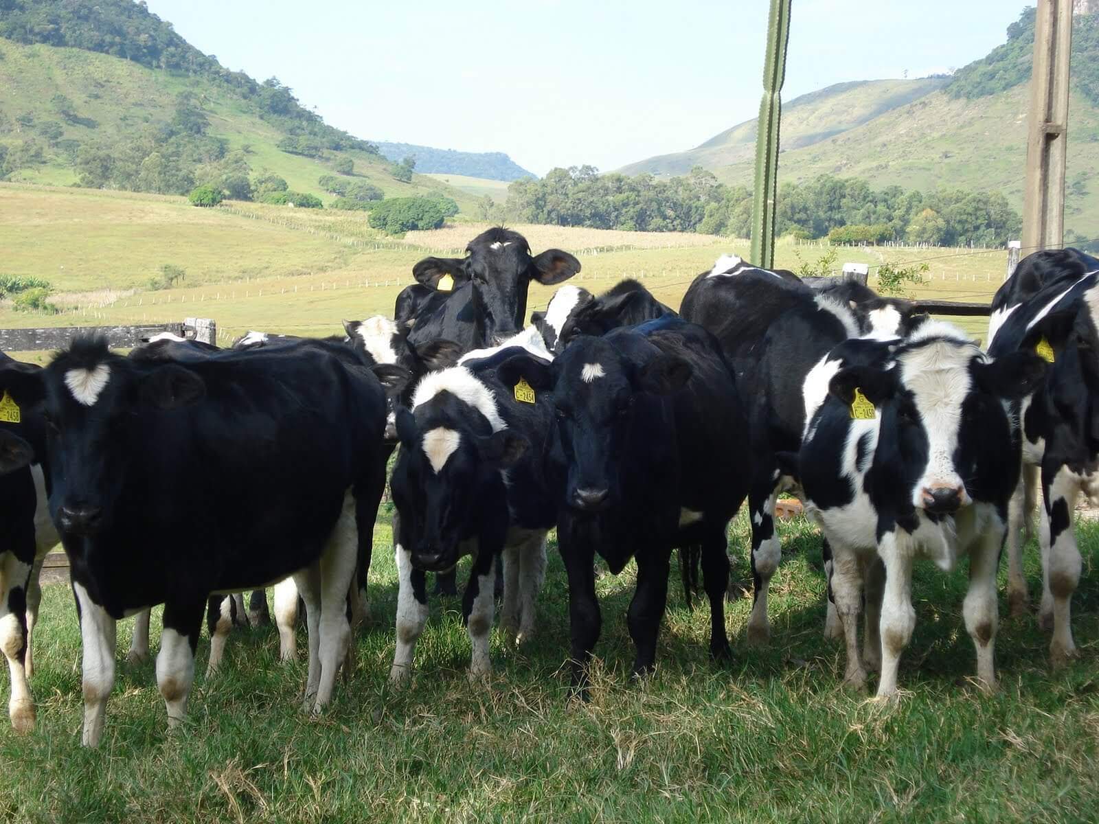 vacas mestiças vacas mestiças