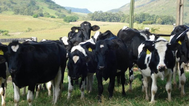 O que é vaca mestiça e como impacta a pecuária de leite?