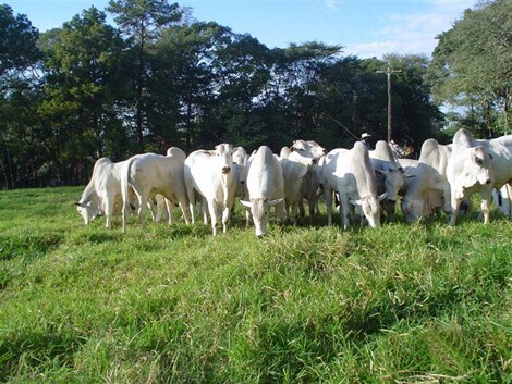 Indique sua demanda sobre pastagens à Embrapa até dia 26 Indique sua demanda sobre pastagens à Embrapa até dia 26