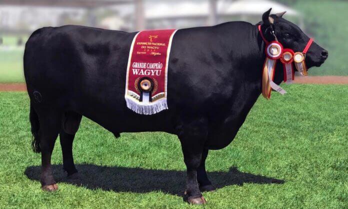 Conheça a raça bovina wagyu wagyu - Conheça a raça bovina wagyu