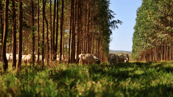 Agricultura estima Valor Bruto da Produção de R$ 603,4 bilhões em 2019 Agricultura estima Valor Bruto da Produção de R$ 603,4 bilhões em 2019