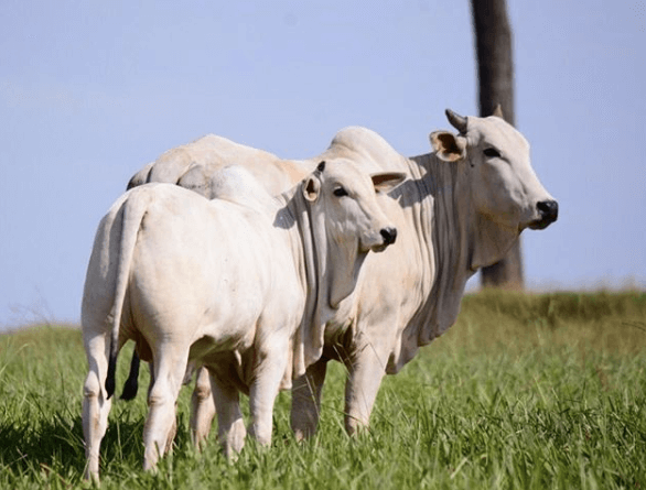 Precocidade sexual bovina Precocidade sexual bovina
