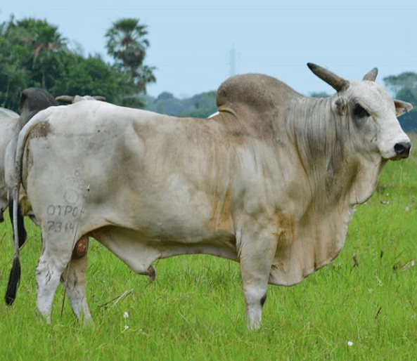ureia para o gado ureia para o gado