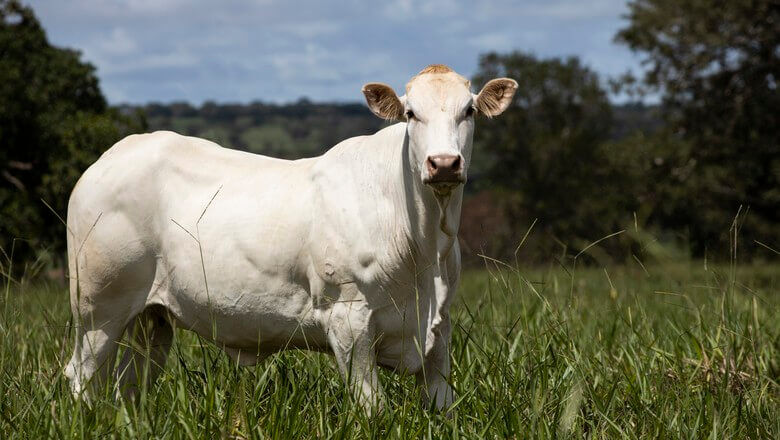 Carcaça bovina atinge maior valor em quase 5 meses Carcaça bovina atinge maior valor em quase 5 meses