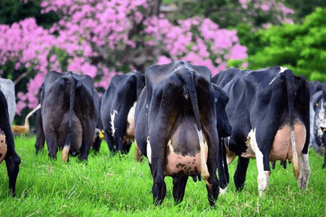 Balanço energético negativo das vacas leiteiras