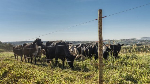 Cerca elétrica para gado: cuidados e como usar