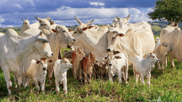 Sincronização de cio em vacas