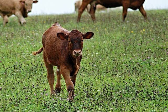 Produtores de carne investem na criação de novilhos precoces Produtores de carne investem na criação de novilhos precoces