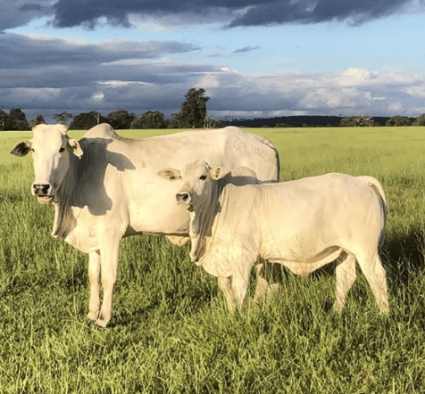 O que é vaca solteira? Vaca solteira - O que é vaca solteira?