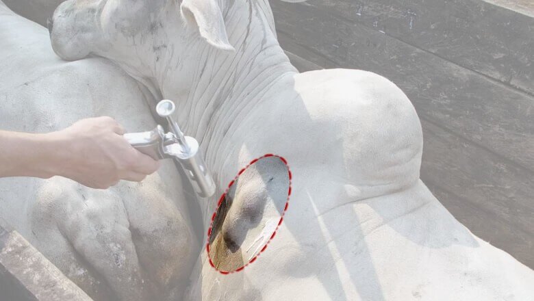 Como evitar carne com abscesso? carne com abscesso - Como evitar carne com abscesso?