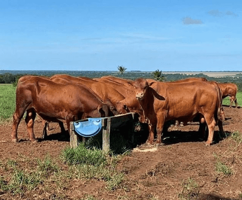 silagem com grão úmido silagem com grão úmido