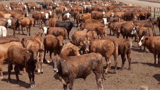 China leva ao crescimento das exportações de carne e do confinamento no Brasil China leva ao crescimento das exportações de carne e do confinamento no Brasil