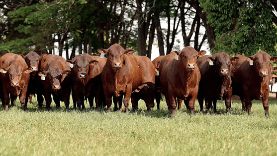 Produtividade agropecuária tem crescimento médio de 3,8% em 43 anos Produtividade agropecuária tem crescimento médio de 3,8% em 43 anos