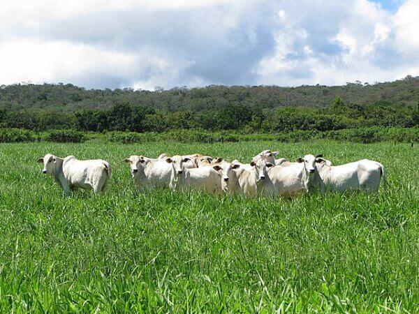 capim para o cerrado capim para o cerrado