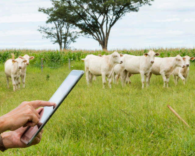 Desenvolvimento da pecuária: qual o papel da tecnologia? desenvolvimento da pecuária - Desenvolvimento da pecuária: qual o papel da tecnologia?