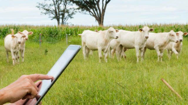 Desenvolvimento da pecuária: qual o papel da tecnologia?