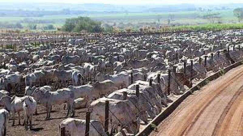 Pecuária mais intensiva faz crescer empregos nas fazendas de MT Pecuária mais intensiva faz crescer empregos nas fazendas de MT