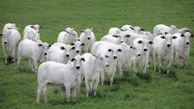 O que é freemartinismo em bovinos?
