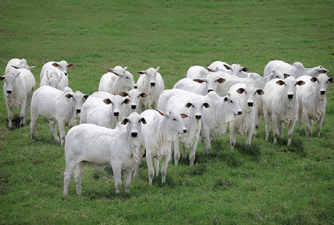 O que é freemartinismo em bovinos?
