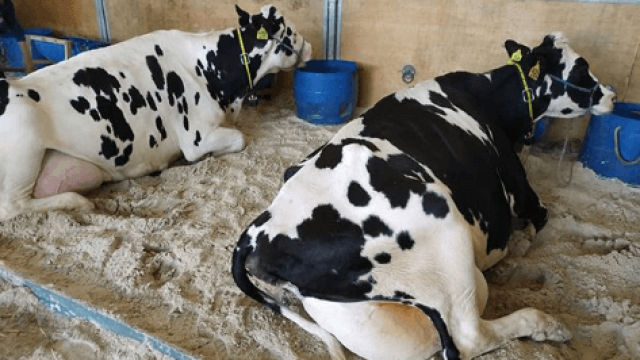 Como fazer o manejo racional de bovinos de leite?
