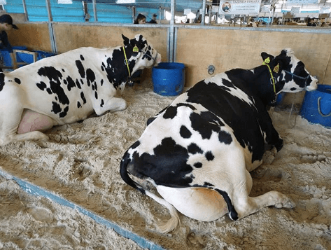 manejo racional de bovinos de leite