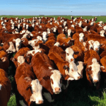 Manejo racional de bovinos de corte