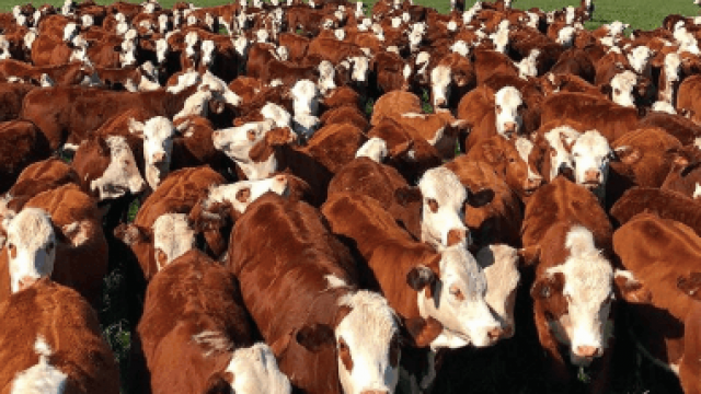 Manejo racional de bovinos de corte