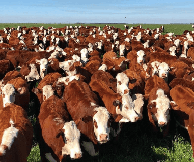 Manejo racional de bovinos de corte auxilia na produtividade