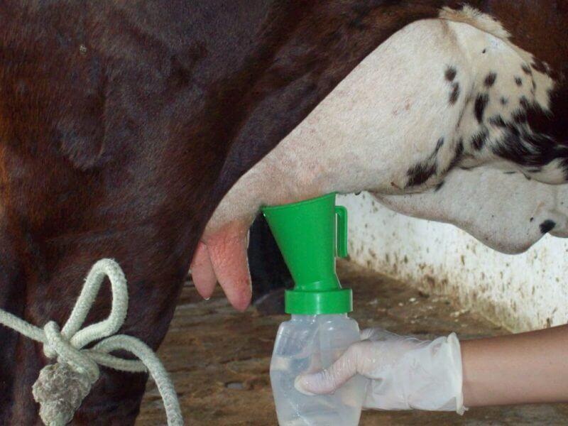 Pré e Pós-Dipping são boas escolhas na pecuária leiteira? pecuária leiteira - Pré e Pós-Dipping são boas escolhas na pecuária leiteira?